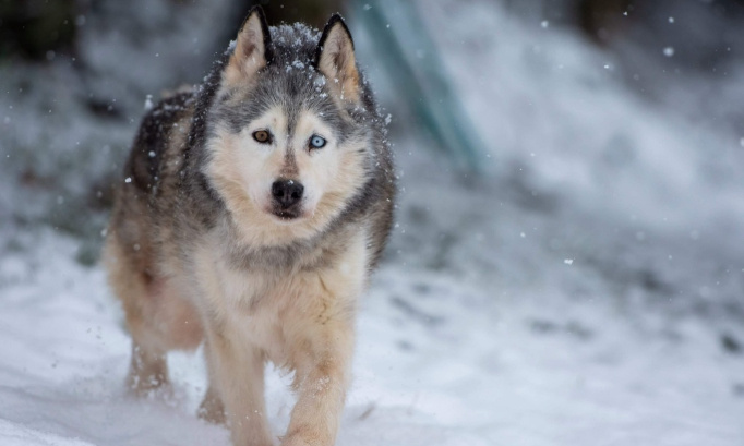 Préservez le refuge de Grimlock en ces lieux !