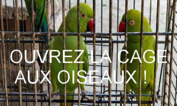 Pour la fin des oiseaux en cages