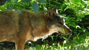 Pour une meilleure loi de protection des animaux sauvages !