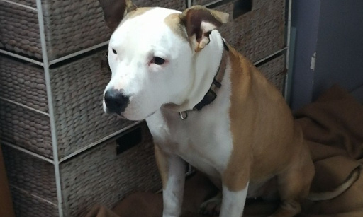 L'euthanasie de complaisance est un meurtre ! ABOLITION ! Hommage à Fear et Olya !