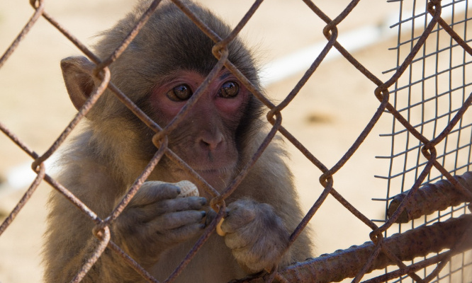 Pour que les scientifiques brisent l’omerta qui règne sur l’expérimentation animale