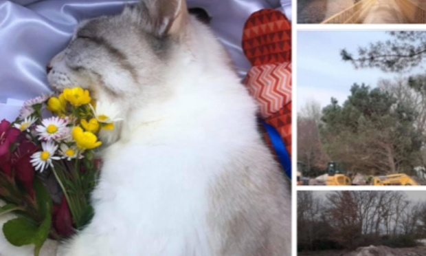 Protégeons le cimetière animalier et humain de Cadaujac (33)