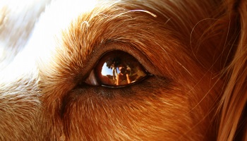 En mémoire de Marante, jeune chienne assassinée