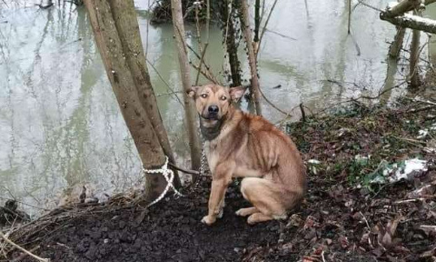 Chien SANS NOM lâchement abandonné et attaché à un arbre pour mourir - Mobilisons-nous pour un registre animalier aux mairies sous peine d'amende