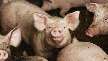 NON aux Mégaporcheries au Témiscamingue sans des Audiences publiques au BAPE