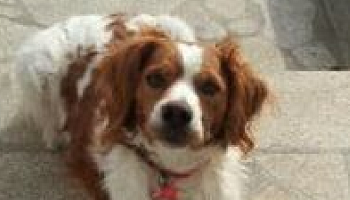 Mort suspecte d'un chien dans une pension de Riom