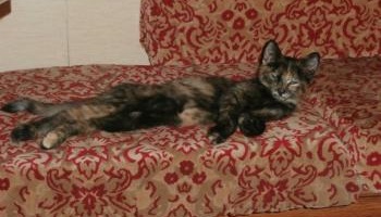 Stop aux fusillades inadmissibles sur des chats innocents à Bournezeau en Vendée !