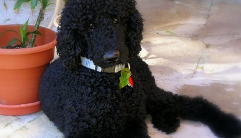 Retrouvez le tortionnaire d’Espoir, battu à mort