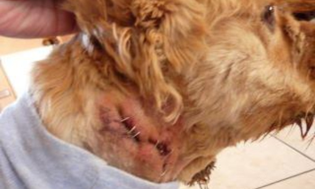 Colliers électriques et étrangleurs : non aux outils de torture modernes !