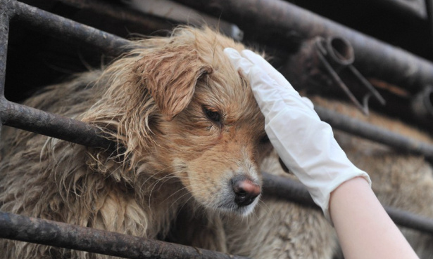 Chiens torturés : stop au massacre pour l’industrie du cuir !