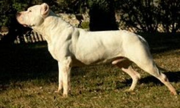 Halte aux agressions par des chiens à Hilard