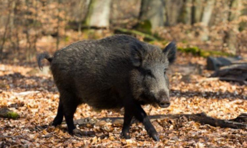 Justice pour Hercule !