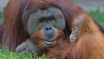 Pour la protection des primates : Stoppons le carnage !