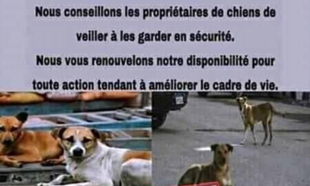 Quand le Sénégal abat les chiens errants…
