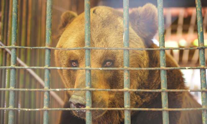 Les cirques : premières loges d’un spectacle cruel