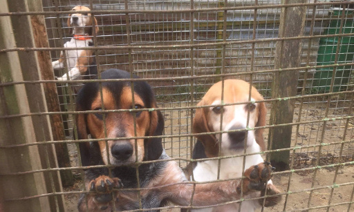 3 chiens de chasse en souffrance détenus dans des cabanes en tôle