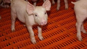 Non à la nurserie porcine de Poiroux en Vendée !