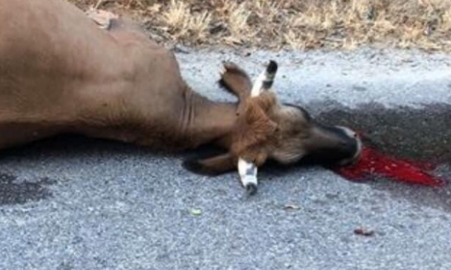 Arrêtez les abattages sauvages qui ensanglantent chaque semaine nos villages
