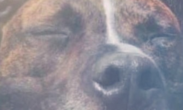 Je souhaite que vous réexaminiez le dossier du chien curtis, un animal innocent ! Liberté pour Curtis !