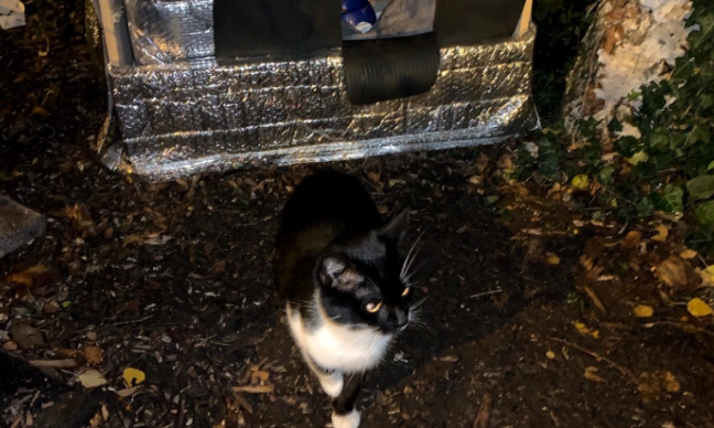 Retour de la cabane pour le chat errant Minou et ses amis