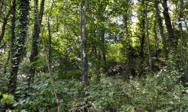 NON A LA DESTRUCTION DE LA FORET DE PLAPPEVILLE !