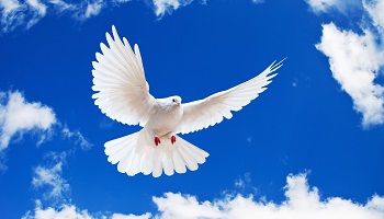 Pour que cette violence cesse