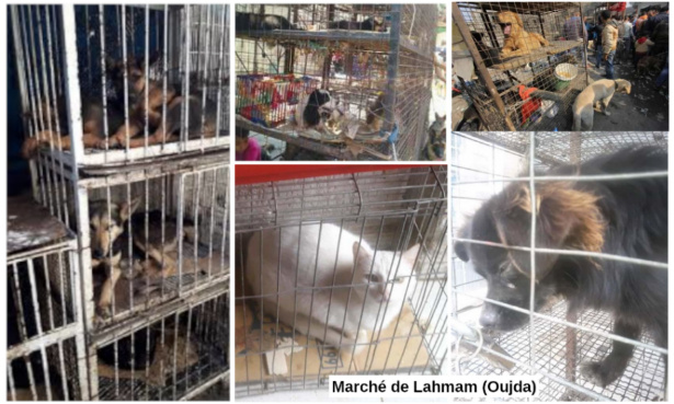 Fermez le marché aux chiens, chats, et autres animaux d'Oujda (Maroc)