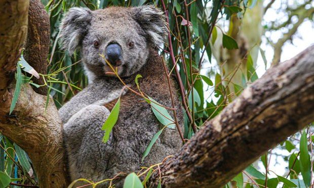 Agissez pour sauver les koalas de l’extinction !