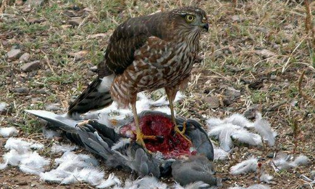 Non au passage d'un fauconnier pour chasser les pigeons à Saint-Jory
