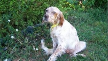 Pour l’ouverture d'une enquête pour vols avérés et disparitions suspectes de chiens !