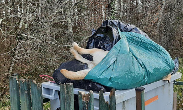 Justice exemplaire et enquête pour le chien retrouvé mort dans une poubelle à Barbaste ( Lot et Garonne )