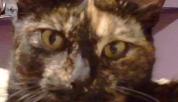 Stoppez les disparitions de chats à St Genis d’Hiersac !