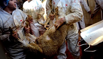 Non à l'Aïd-el-Kébir en France