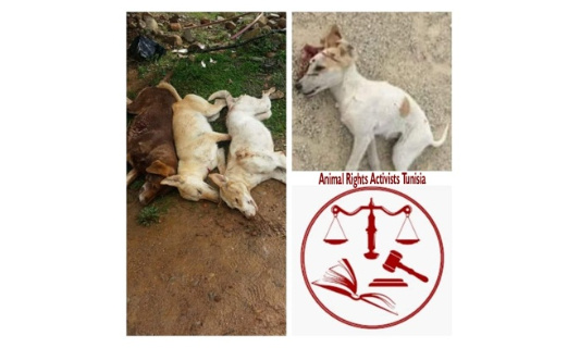 Loi de Protection Animale en Tunisie