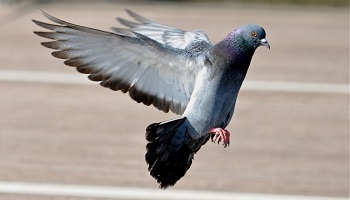 Halte au grand massacre annuel des pigeons domestiques à Strasbourg !