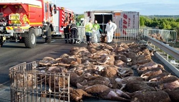 300 moutons morts !