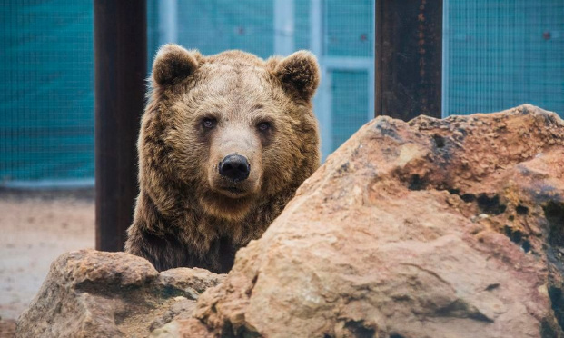 Octroi des aides gouvernementales pour les refuges ne pouvant plus recevoir de public