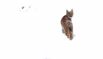 Non à la disparition programmée du lynx dans les Vosges !