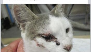 Halte aux armes à feu destinées à fusiller les chats comme à Lignerolles dans l'Allier !