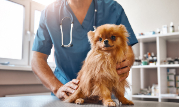 Contrôles des vétérinaires