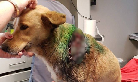 MON CHIEN EST ATTAQUÉ, JE PORTE PLAINTE : STOP AUX AGRESSIONS DE CHIENS SUR D’AUTRES CHIENS.