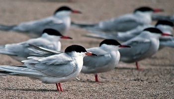 Pour le sauvetage des oiseaux d'eau à Moissy-Cramayel !