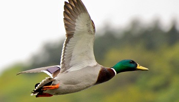 Stop à la maltraitance envers nos amis les animaux
