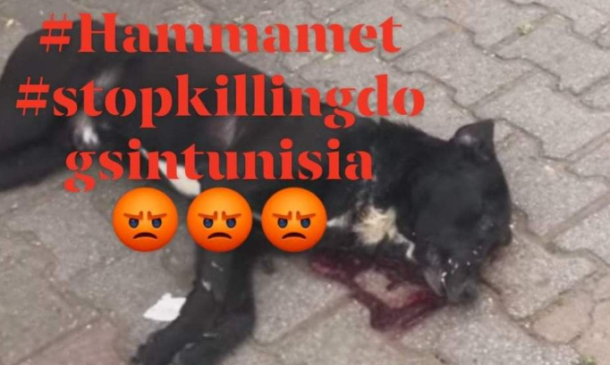 Arrêtez les abattages des chiens errants ! #Municipalité_Hammamet #stopkillingdogsintunisia
