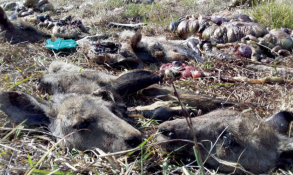 Interdire la vente des parties du corps de kangourous en France (viande + cuir chaussures Nike, Adidas...)