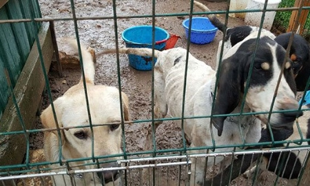 Pour que des contrôles stricts soient effectués dans les enclos de chiens de chasse