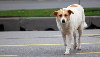 Halte aux chiens errants à la Réunion !
