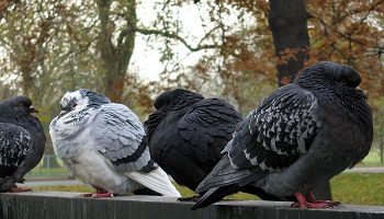 La mairie de Lesparre a commandité un bain de sang !