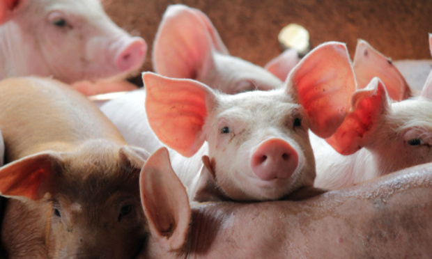 Contre le 1er abattoir ambulant sur 3 camions à Beurizot !!