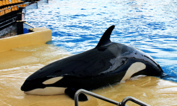 Contre l’esclavage des orques